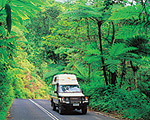 Drive through prehistoric rainforest in Daintree.